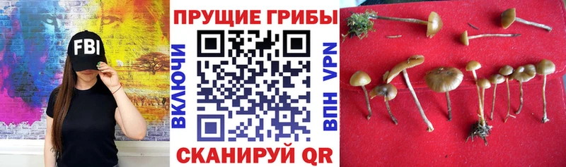 Псилоцибиновые грибы Psilocybine cubensis  МЕГА   Нерюнгри 